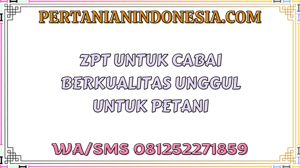 ZPT Untuk Cabai Berkualitas Unggul Untuk Petani